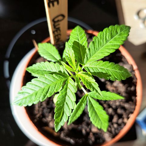 Purple Queen growlog photo: Mickrig für Ihr Alter aber die hat Wachstum recht gut wieder aufgenommen. Mal schauen wie sich das ganze entwickelt. 