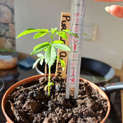 Purple Queen growlog photo: Mickrig für Ihr Alter aber die hat Wachstum recht gut wieder aufgenommen. Mal schauen wie sich das ganze entwickelt. 