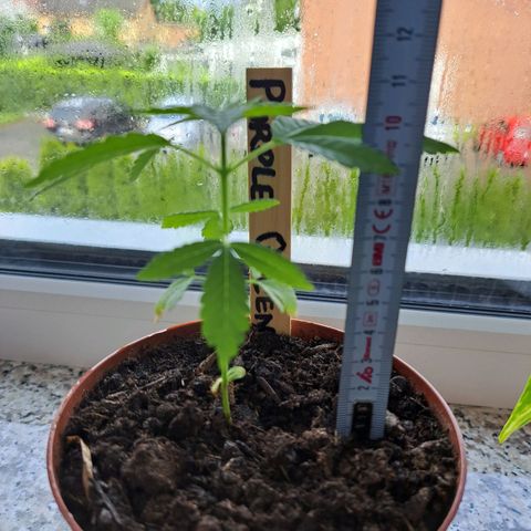 Purple Queen growlog photo: Zu wenig Sonne:( degga was das 
Aber wieder ein Stück in die Höhe  gewachsen. Wird ein schmächriges Mäuschen 