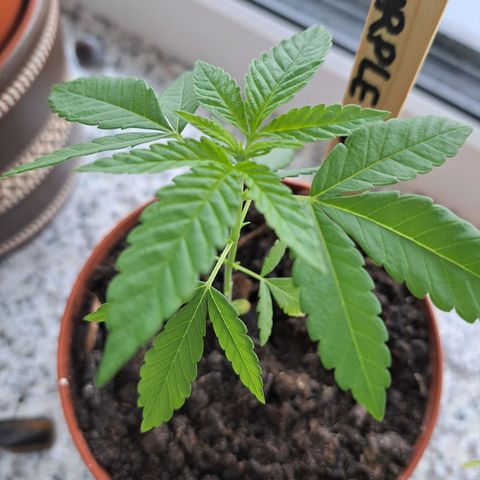 Purple Queen growlog photo: Zu wenig Sonne:( degga was das 
Aber wieder ein Stück in die Höhe  gewachsen. Wird ein schmächriges Mäuschen 