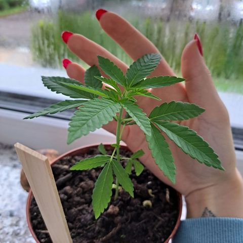 Purple Queen growlog photo: 🤷🏼‍♀️