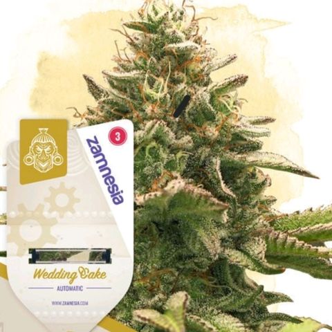 Heidrun  growlog timeline photo