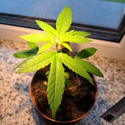 Purple Queen growlog photo: 🤷🏼‍♀️ idk