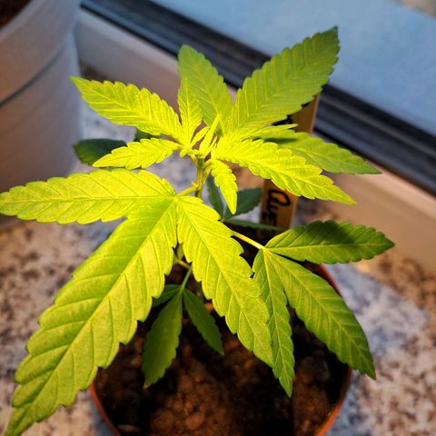 Purple Queen growlog timeline photo