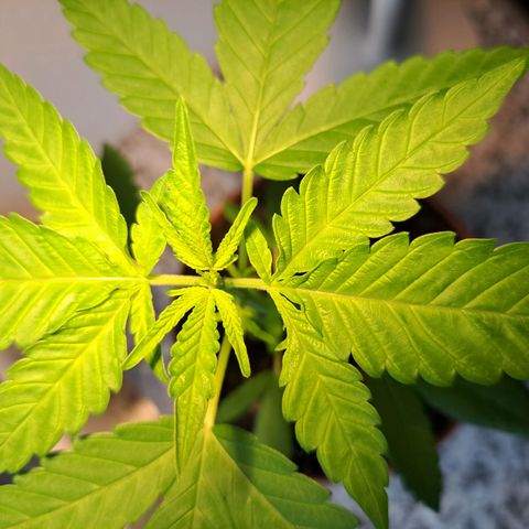 Purple Queen growlog timeline photo