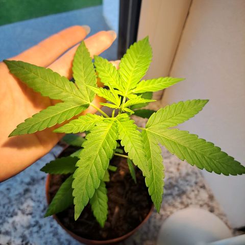 Purple Queen growlog timeline photo