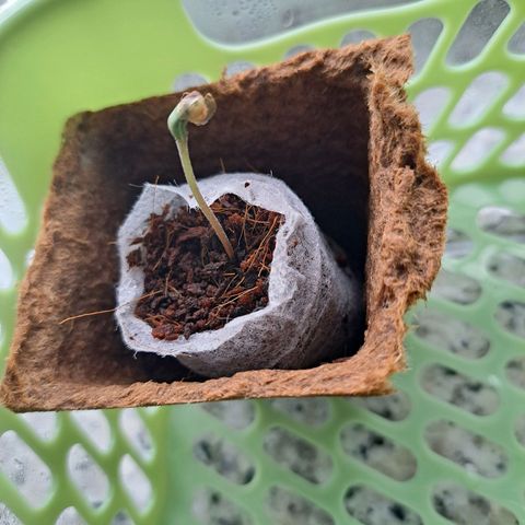 Heidrun  growlog photo: Will sich noch nicht richtig von der Samenschale befreien, wär mir auch zu kalt so ein scheißwetter aber auch