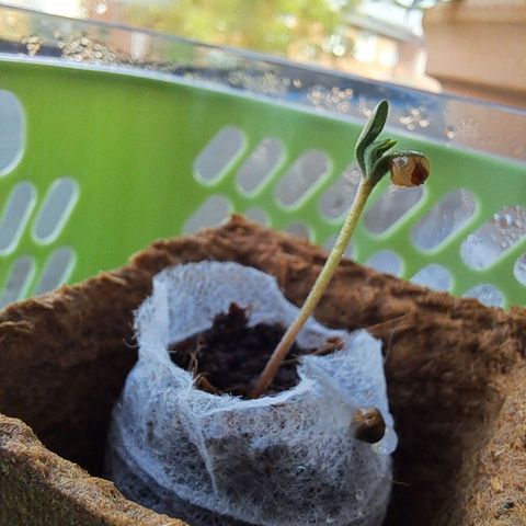 Heidrun  growlog timeline photo