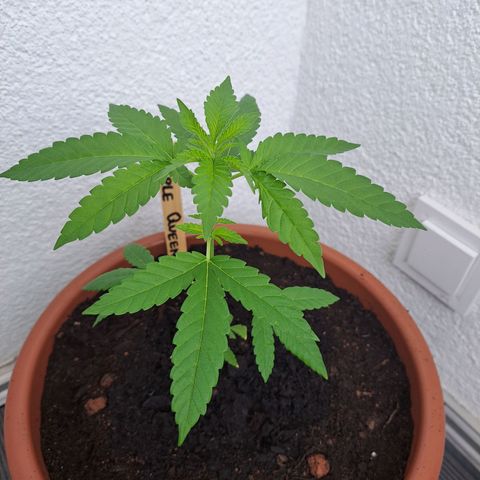 Purple Queen growlog photo: Umgetopft, Aussahterde mit organischem volldünger (nkp)