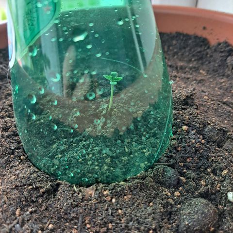 Heidrun  growlog photo: Erstmal bedeckt mit flasche
