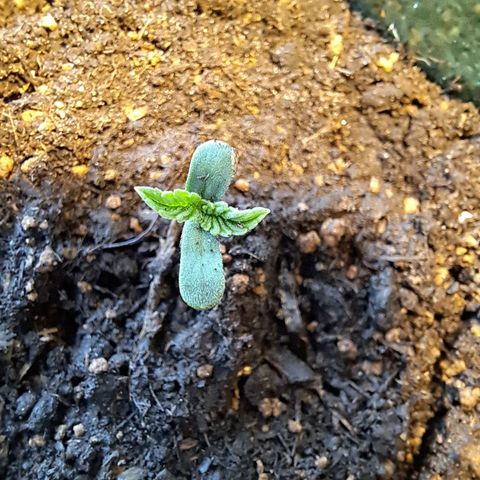 Heidrun  growlog timeline photo