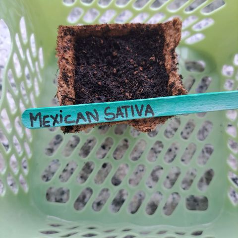 Rickarda Sanchez growlog photo: Wieder die Box zum feucht halten