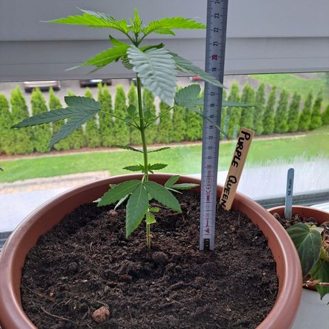 Purple Queen growlog photo: Ja. Wird nicht mehr mit fat-ass Pflänzchen aber nicht schlimm ! Schön schaut Sie tzd aus :) 
Stinkt Geisteskrank die Lady. Selbst auf dem Balkon riecht man Sie sofort