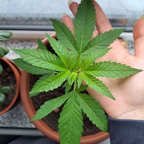 Purple Queen growlog timeline photo