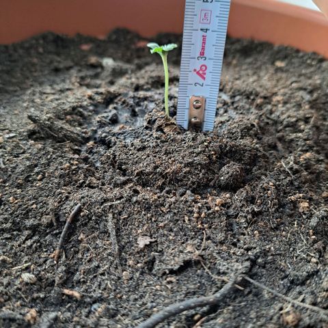 Heidrun  growlog photo: Feini feini