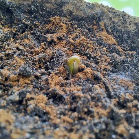Rickarda Sanchez growlog timeline photo