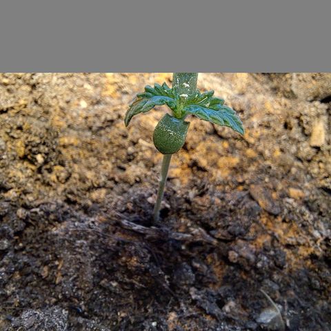 Heidrun  growlog timeline photo
