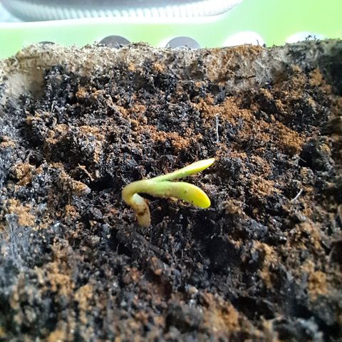 Rickarda Sanchez growlog photo: Guck guck du kleine tsch..❤️