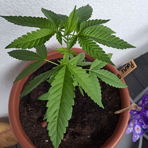 Purple Queen growlog photo: Draußen isses echt kalt, nächstes Jahr warte ich lieber bis es stabil warm ist . Deutsche wetter nix gut 