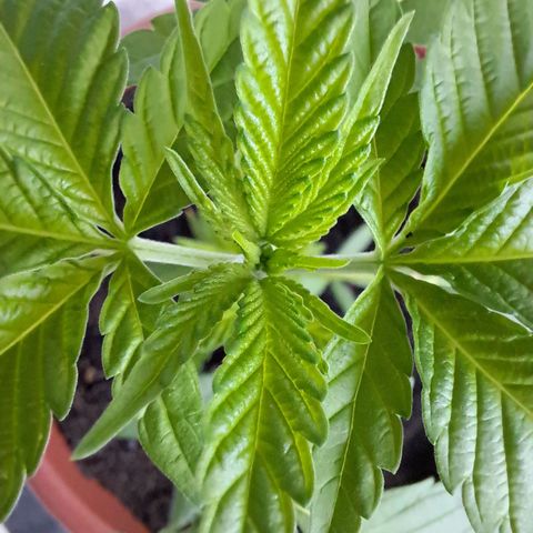 Purple Queen growlog photo: Draußen isses echt kalt, nächstes Jahr warte ich lieber bis es stabil warm ist . Deutsche wetter nix gut 