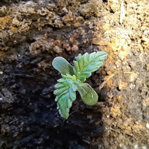 Heidrun  growlog photo: Alles in Ordnung, auch nach dem ersten gießen mit neem ist es gefühlt viel besser mit den reudigen kack fiechern
