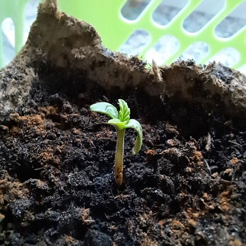 Rickarda Sanchez growlog photo: Top