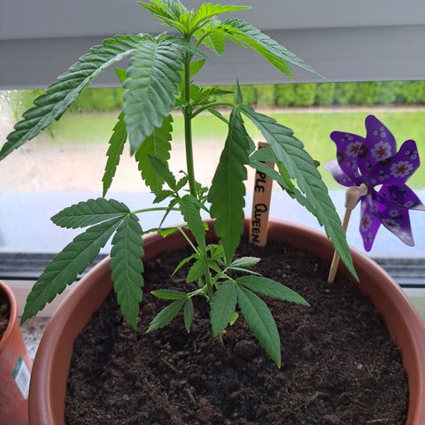 Purple Queen growlog photo: War zu kalt draußen 🤷🏼‍♀️ mal schauen ob sie es übersteht und sich wieder erholt 