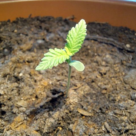 Heidrun  growlog timeline photo
