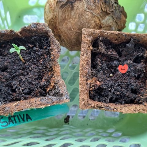 Rickarda Sanchez growlog photo: 2te Lady kommt auch :)