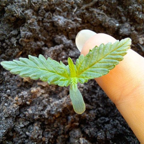 Rickarda Sanchez growlog timeline photo