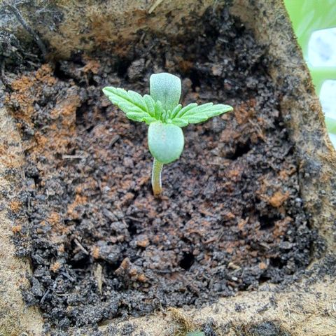 Rickarda Sanchez growlog timeline photo