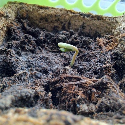 Rickarda Sanchez growlog timeline photo