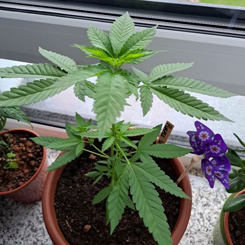 Purple Queen growlog photo: Stinki🫶 freue mich auf das gekreische der Nachbarn von diesem wundervollen Duft 