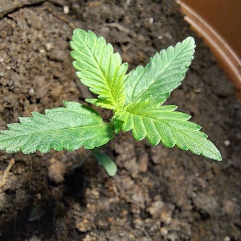 Heidrun  growlog timeline photo