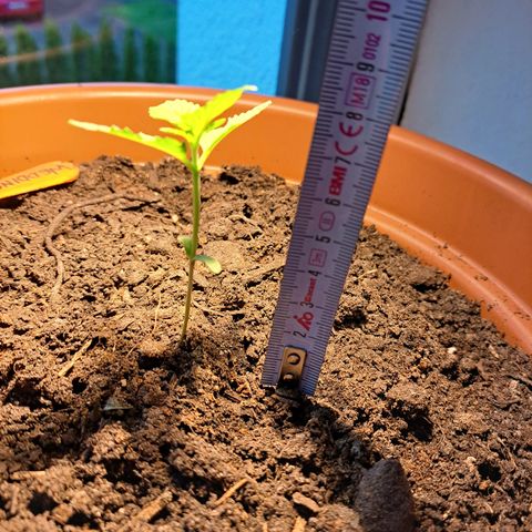 Heidrun  growlog timeline photo