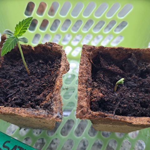 Rickarda Sanchez growlog photo: Links wächst gut recht ist seit über 5 Tagen unverändert aber ich trau mich nicht Sie einfach zu entsorgen 🥲