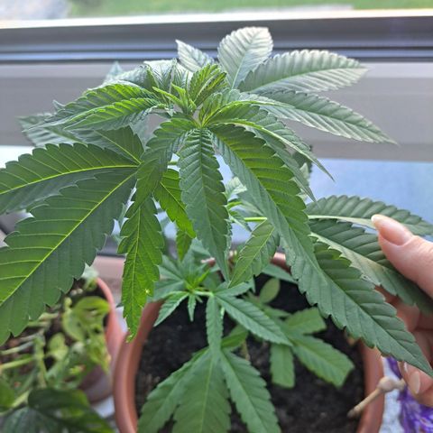 Purple Queen growlog photo: Einige Blätter haben weiße flecken aber nur ganz wenige