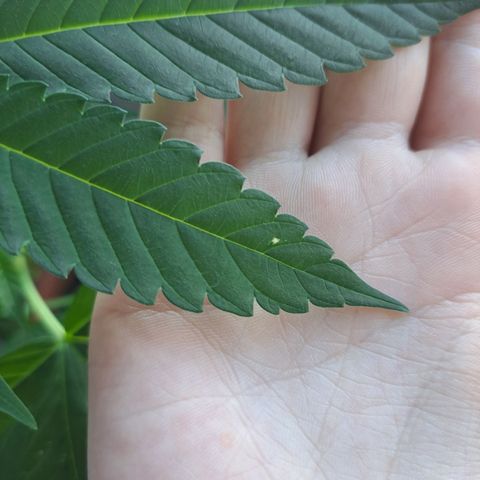 Purple Queen growlog photo: Einige Blätter haben weiße flecken aber nur ganz wenige