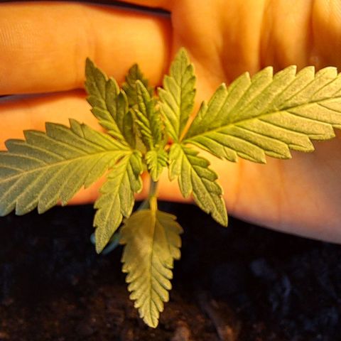 Heidrun  growlog photo: Immernoch ganz schreckelig mit Trauermücken