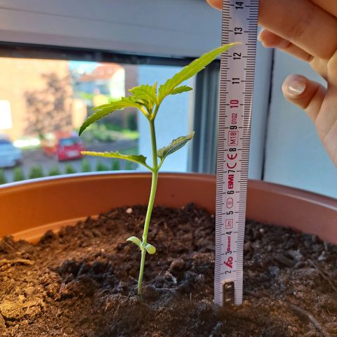Heidrun  growlog photo: Immernoch ganz schreckelig mit Trauermücken