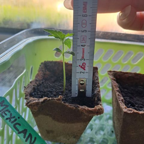 Rickarda Sanchez growlog photo: Ja leider hat es das Mausi nicht geschafft aber gut so ist das Leben, ihre Scjwester wächst dafür ganz gut muss ich aber bald mal in ein großen Topf packen maybe morgen