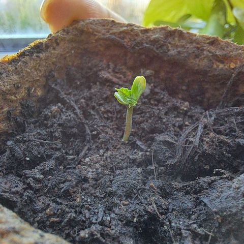 Rickarda Sanchez growlog photo: Ja leider hat es das Mausi nicht geschafft aber gut so ist das Leben, ihre Scjwester wächst dafür ganz gut muss ich aber bald mal in ein großen Topf packen maybe morgen