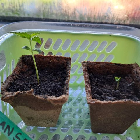 Rickarda Sanchez growlog photo: Ja leider hat es das Mausi nicht geschafft aber gut so ist das Leben, ihre Scjwester wächst dafür ganz gut muss ich aber bald mal in ein großen Topf packen maybe morgen