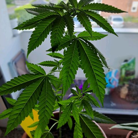 Purple Queen growlog photo: An sich sieht sie gesund aus bis auf ein paar Blätter die etwas zerknaust aussehen und teilweise Löcher haben. Ich weiß aber nicht wieso 