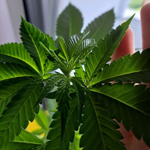 Purple Queen growlog photo: An sich sieht sie gesund aus bis auf ein paar Blätter die etwas zerknaust aussehen und teilweise Löcher haben. Ich weiß aber nicht wieso 