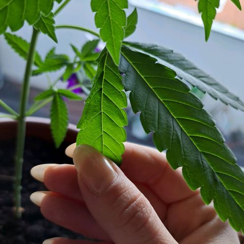 Purple Queen growlog photo: An sich sieht sie gesund aus bis auf ein paar Blätter die etwas zerknaust aussehen und teilweise Löcher haben. Ich weiß aber nicht wieso 