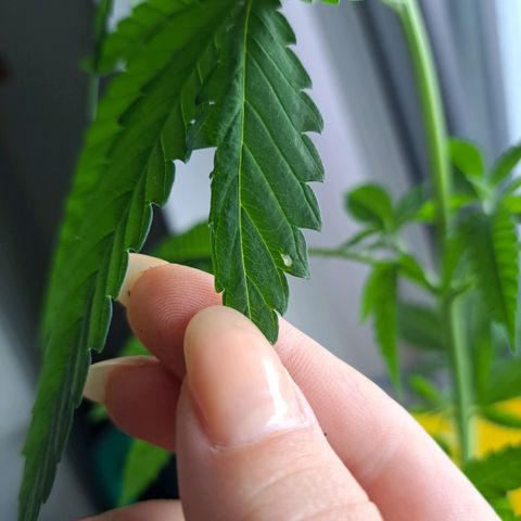 Purple Queen growlog photo: An sich sieht sie gesund aus bis auf ein paar Blätter die etwas zerknaust aussehen und teilweise Löcher haben. Ich weiß aber nicht wieso 