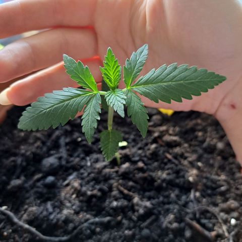 Heidrun  growlog photo: Joo wächst 