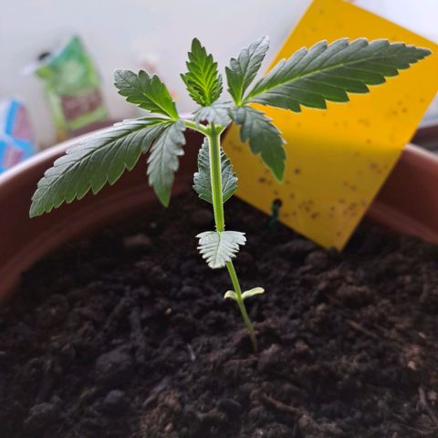Heidrun  growlog photo: Joo wächst 