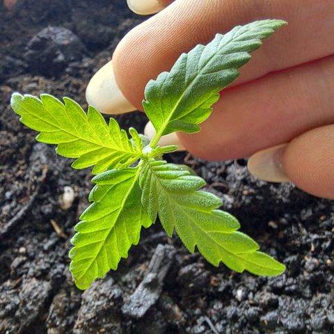 Rickarda Sanchez growlog timeline photo